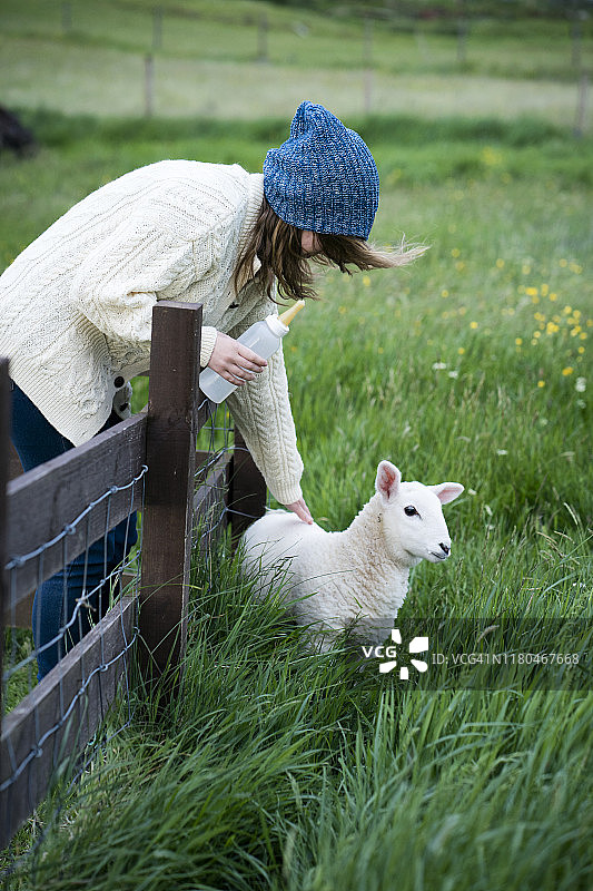 在苏格兰抚摸小羊羔的少女图片素材