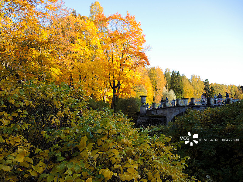 秋季明亮景观：阳光照耀下的黄色灌木丛桥梁图片素材