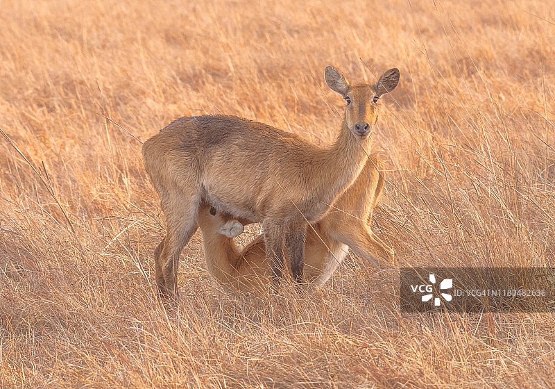 赞比亚卡富埃国家公园：小黑斑羚与母亲图片素材
