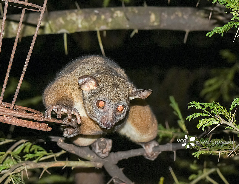 肯尼亚狮子崖，夜间照亮的丛猴从树上下来图片素材