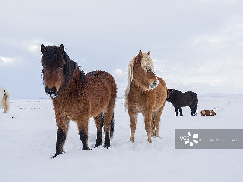 雪地里的冰岛马。冰岛传统品种，其起源可追溯到古代维京人的马图片素材