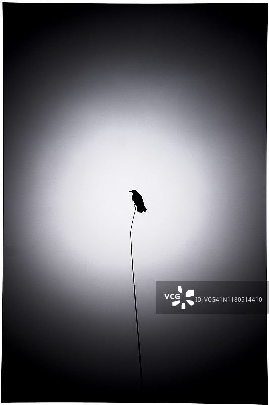 树枝上的恐怖鸟类黑白图像图片素材