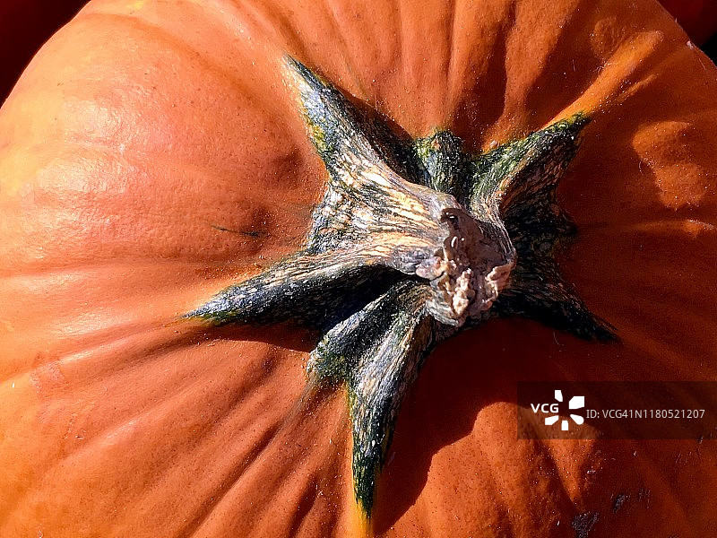 明媚阳光下的南瓜茎特写图片素材