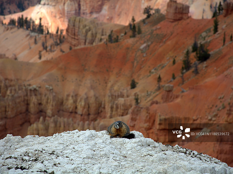 雪松打破国家纪念碑图片素材
