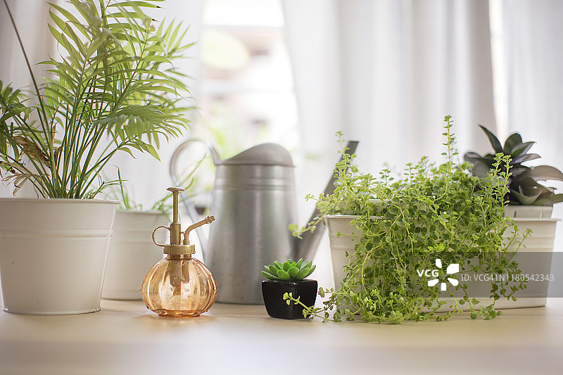 室内植物和浇水壶图片素材