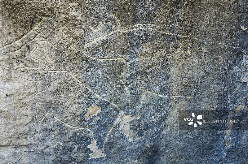 在科布斯坦岩画保护区洞壁上雕刻着两只欧洲野牛的岩画图片素材