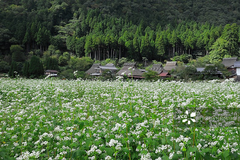 日本京都美山茅草屋之乡的荞麦花田与传统茅草屋田园风光图片素材