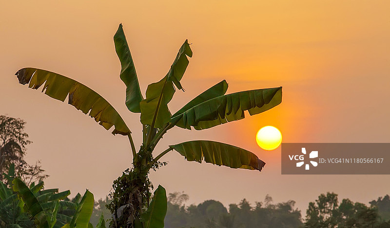 日落时分的香蕉树，自然背景图片素材