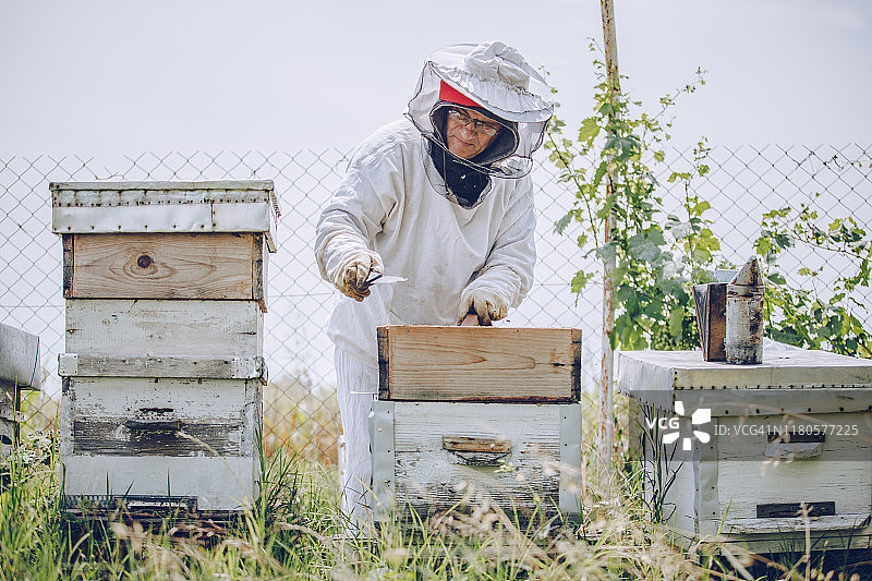 养蜂人在他的养蜂场工作图片素材