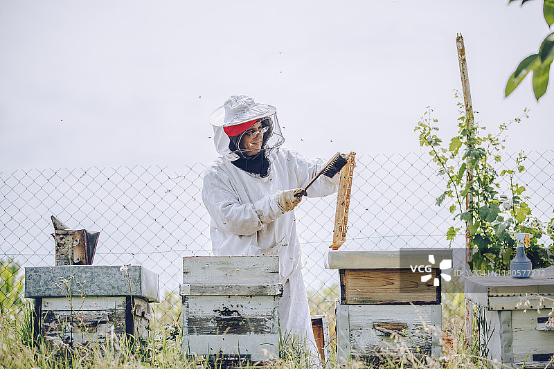养蜂人在他的养蜂场工作图片素材