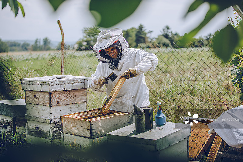 养蜂人在他的养蜂场工作图片素材