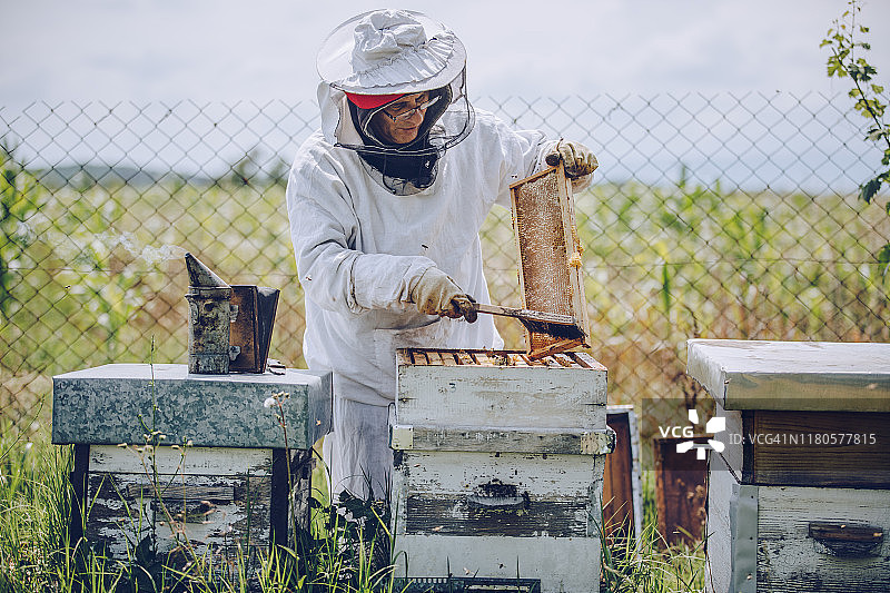 养蜂人在他的养蜂场工作图片素材