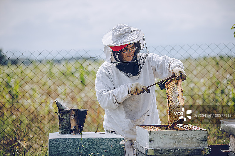 养蜂人在他的养蜂场工作图片素材