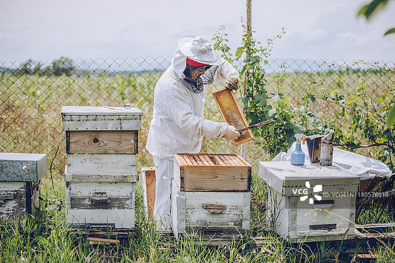 养蜂人在他的养蜂场工作图片素材