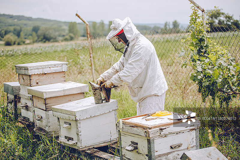 养蜂人在他的养蜂场工作图片素材