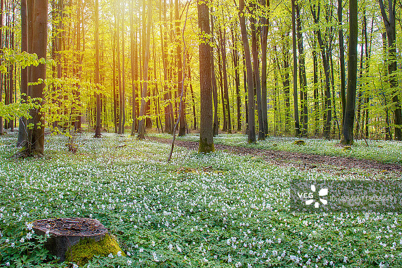 春天的气息图片素材