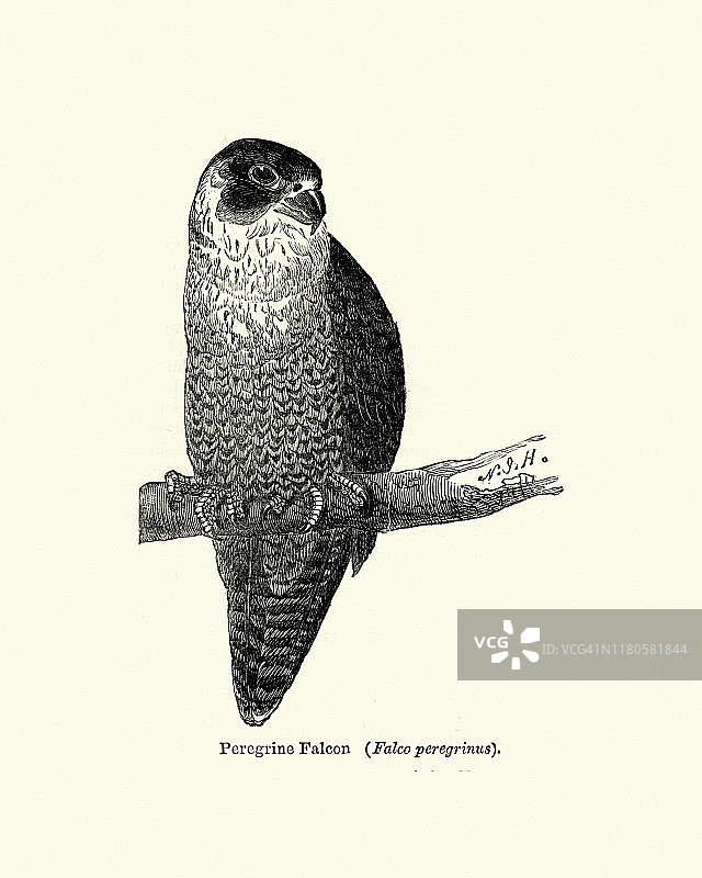 野生动物：游隼图片素材