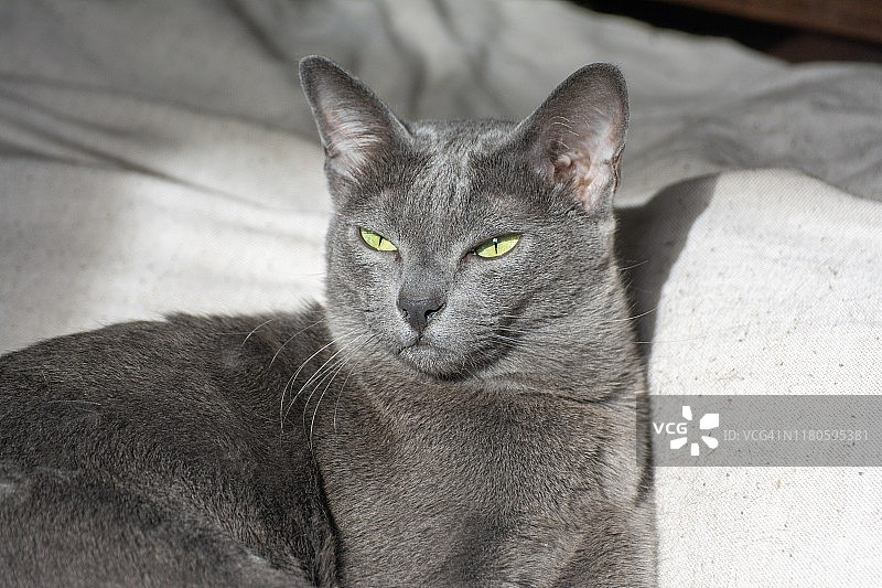 摆姿势的纯种柯拉特猫（灰色暹罗猫）图片素材