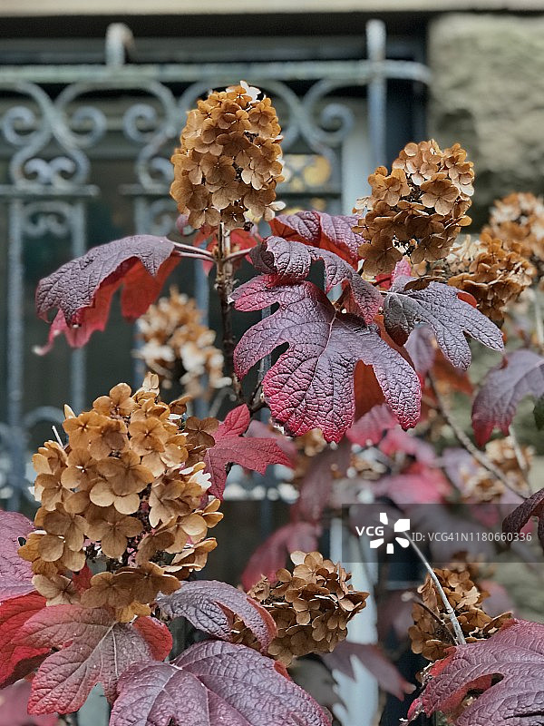 秋季的橡叶绣球图片素材