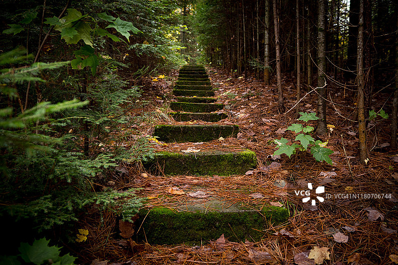 森林中的古老石板路图片素材