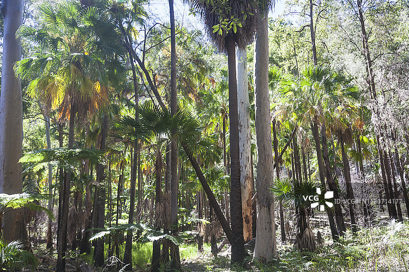 卡那封峡谷的棕榈树图片素材
