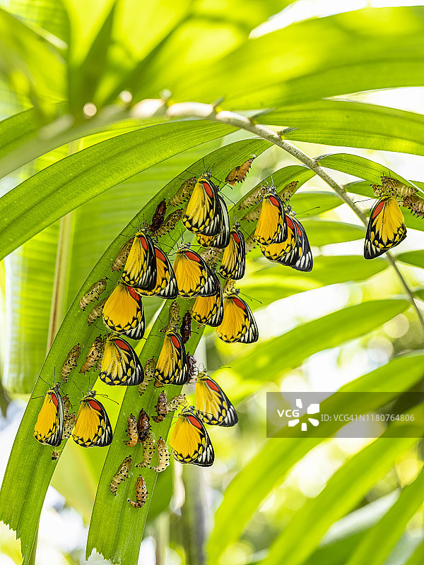 棕榈叶下破茧而出的蝴蝶群图片素材