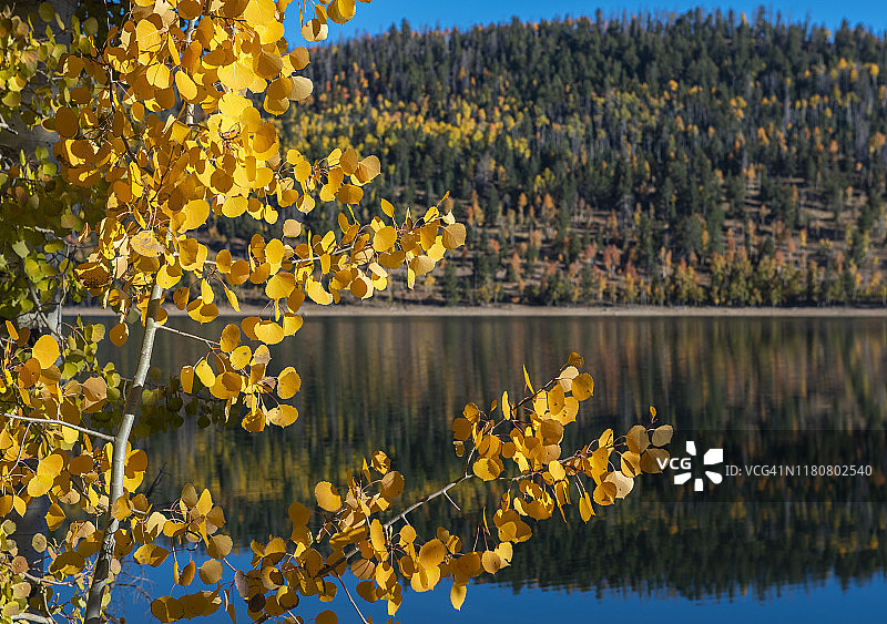 纳瓦霍湖秋日白杨图片素材