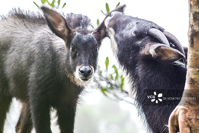 森林悬崖上的苏门答腊鬣羚图片素材
