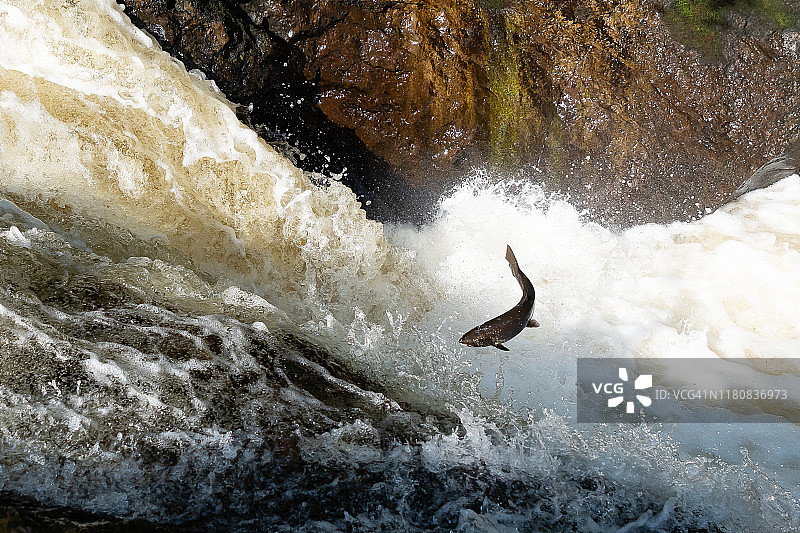 鲑鱼跳跃图片素材