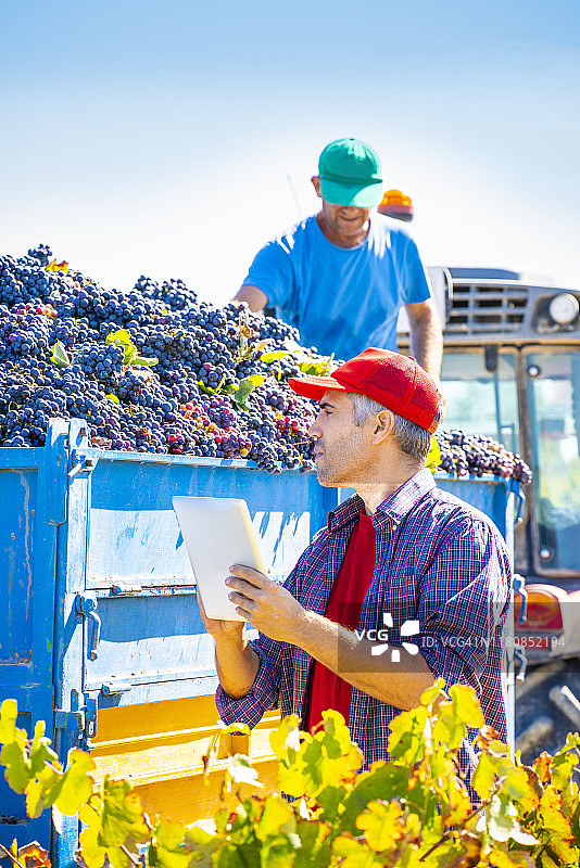 酿酒师和葡萄采摘者使用平板电脑进行质量控制图片素材