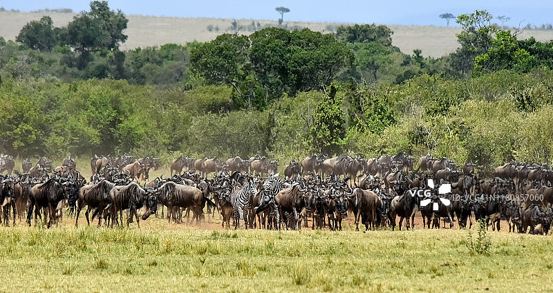 非洲坦桑尼亚塞伦盖蒂国家公园的角马大迁徙图片素材