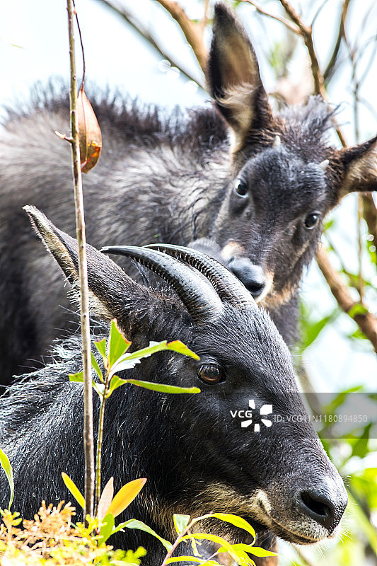 森林悬崖上的苏门答腊鬣羚图片素材