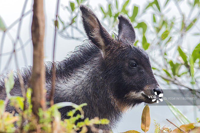 森林悬崖上的苏门答腊鬣羚图片素材