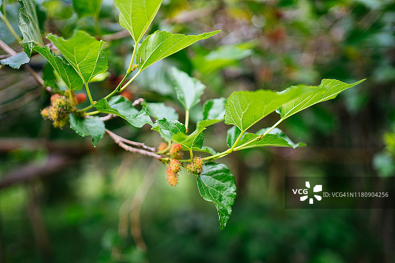 花园和农场中带有桑葚植物的桑葚樱桃特写图片素材