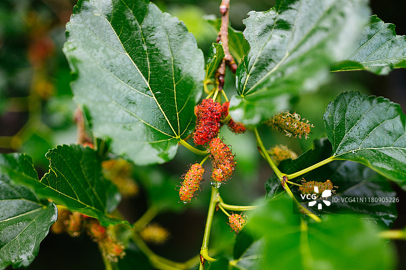 花园和农场中带有桑葚植物的桑葚樱桃特写图片素材