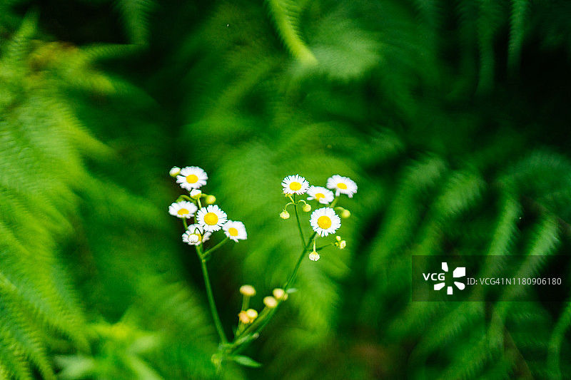 雨林中的绿色植物和小花特写图片素材