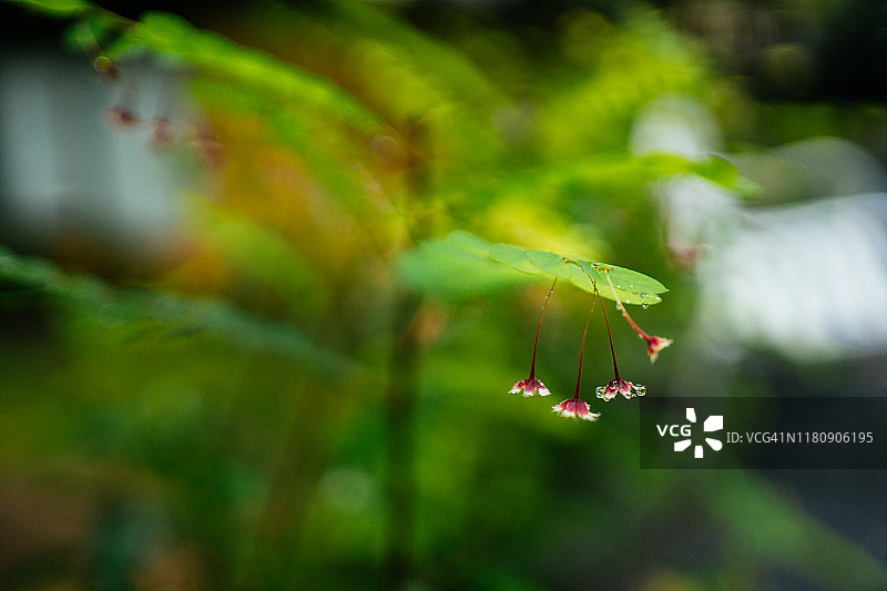 雨林中的绿色植物和小花特写图片素材
