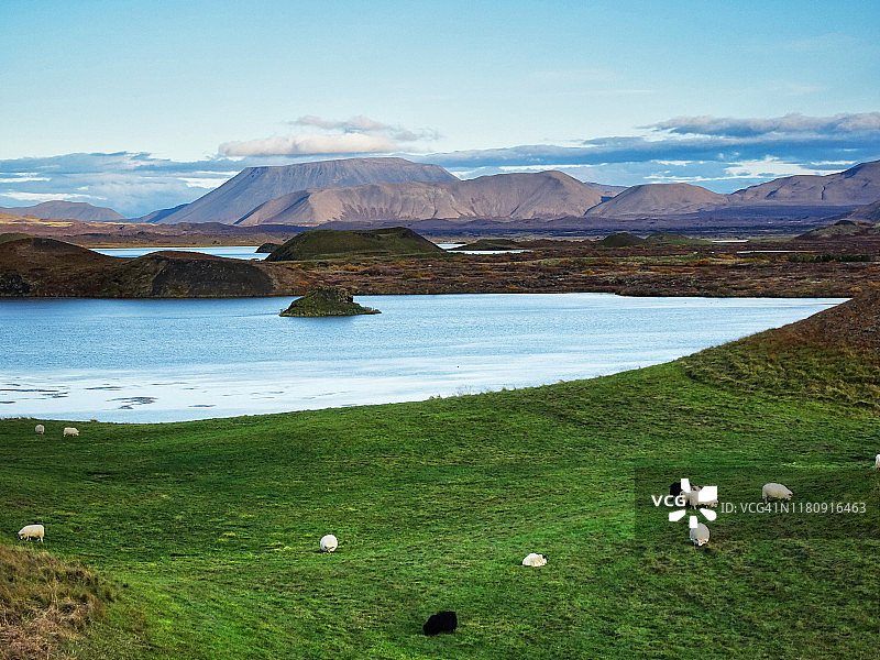 在米湖边吃草的羊群图片素材