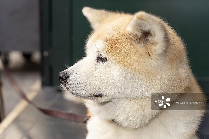 秋田犬肖像图片素材
