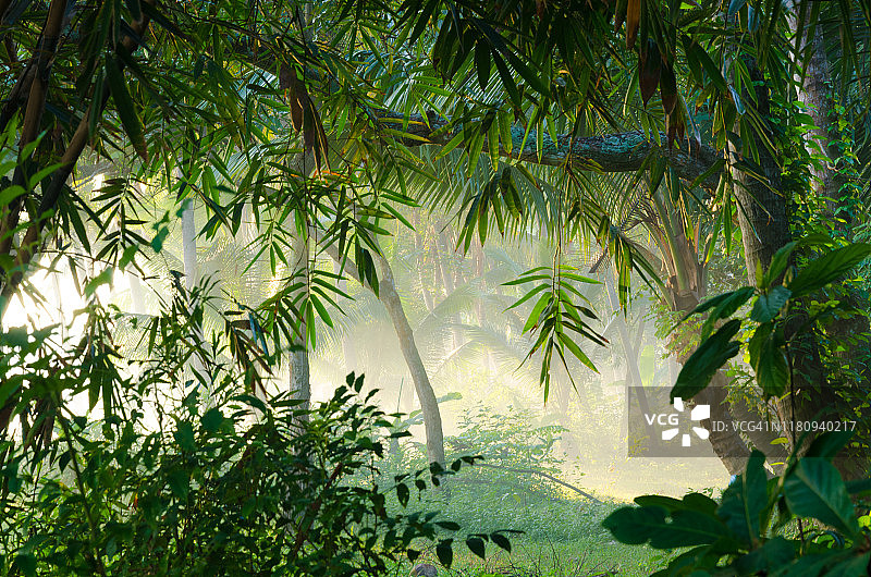 巴厘岛日出时分的椰子树和蓝色天空图片素材