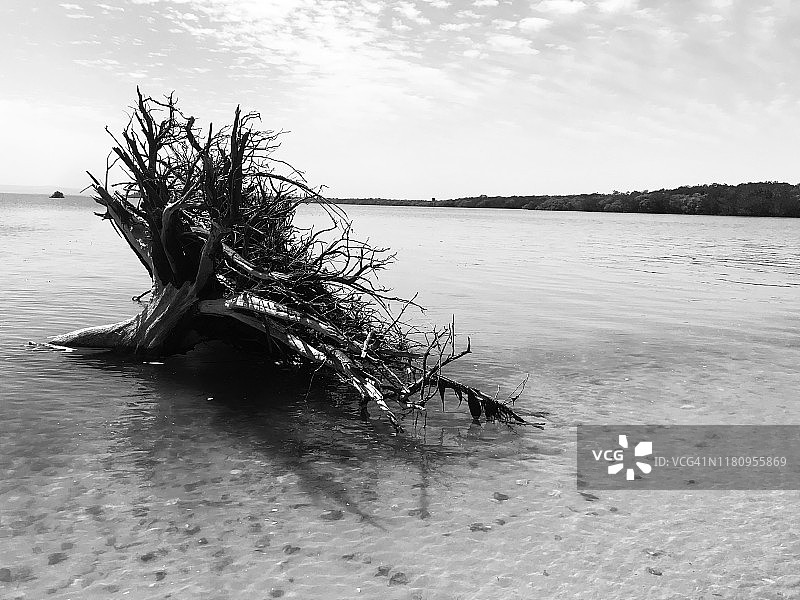 被连根拔起图片素材