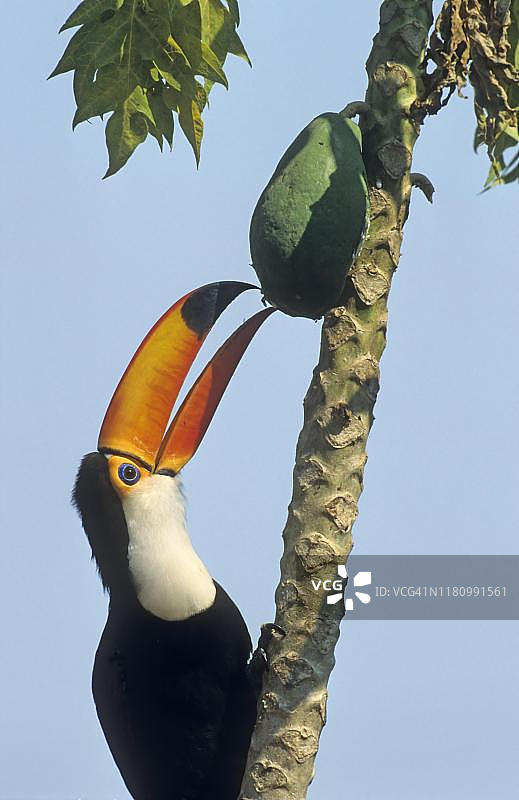 巴西潘塔纳尔湿地吃番木瓜的大嘴鸟图片素材