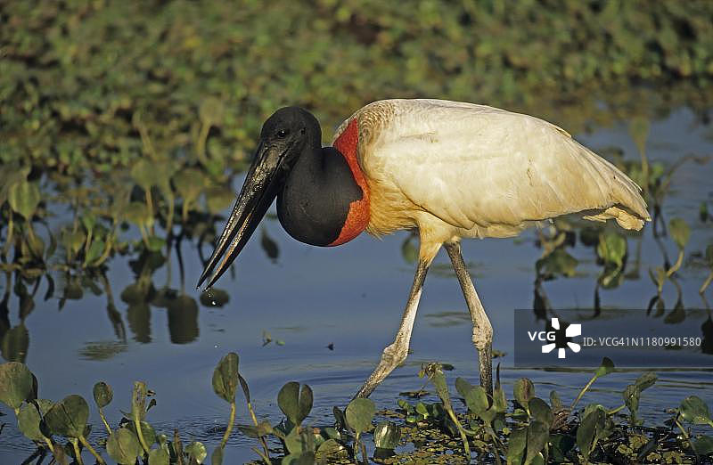 美洲鹮鹳（Jabiru mycteria），巴西潘塔纳尔湿地图片素材