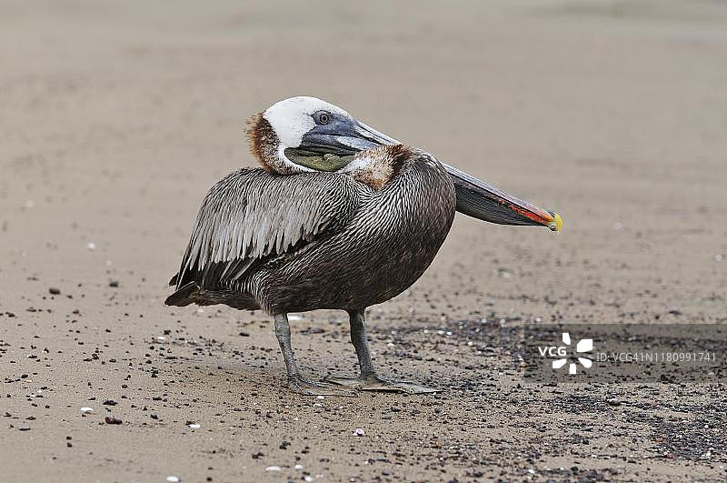 厄瓜多尔加拉帕戈斯群岛的褐鹈鹕图片素材