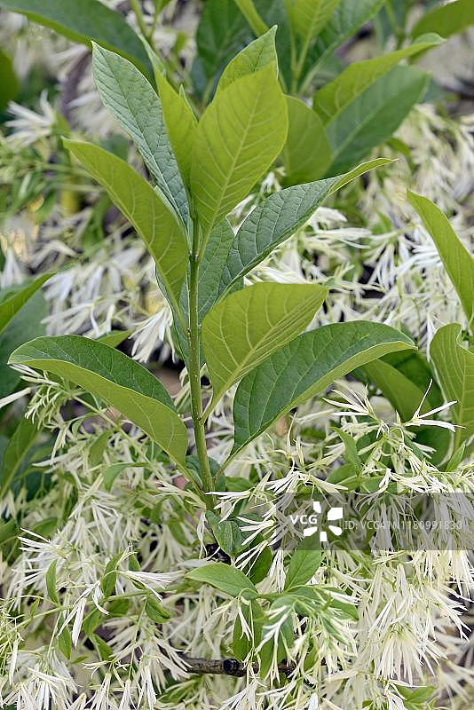 流苏树，白色花朵，德国北莱茵-威斯特法伦州图片素材