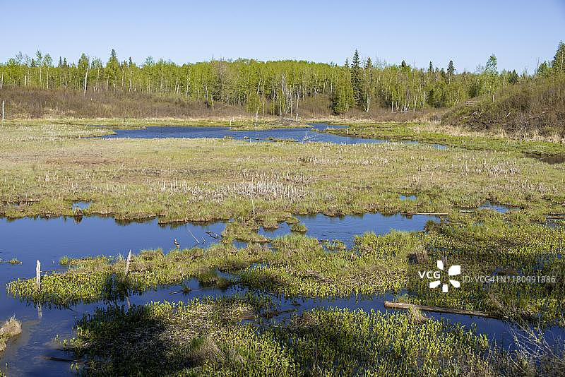 加拿大阿尔伯塔省，麋鹿岛国家公园的湿地图片素材