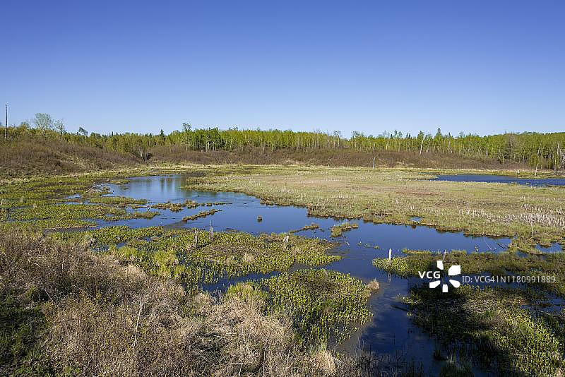 加拿大阿尔伯塔省，麋鹿岛国家公园的湿地图片素材