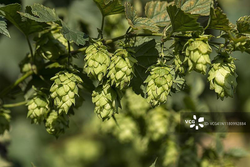 德国巴伐利亚州弗兰肯地区的成熟啤酒花球果图片素材