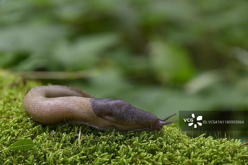 灰黑色蛞蝓，颜色变体，奥地利卡林西亚图片素材