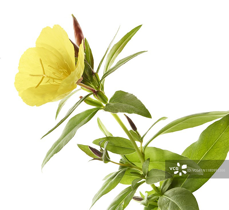 德国的月见草花朵和花蕾图片素材